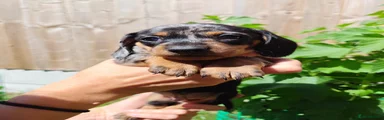 Dachshund Puppy 1