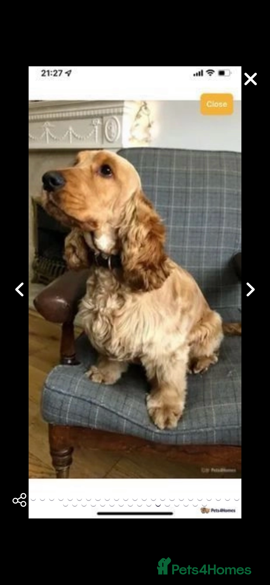 Cocker Spaniel dogs for sale: KC SHOW COCKER SPANIELS READY NOW - Image 16