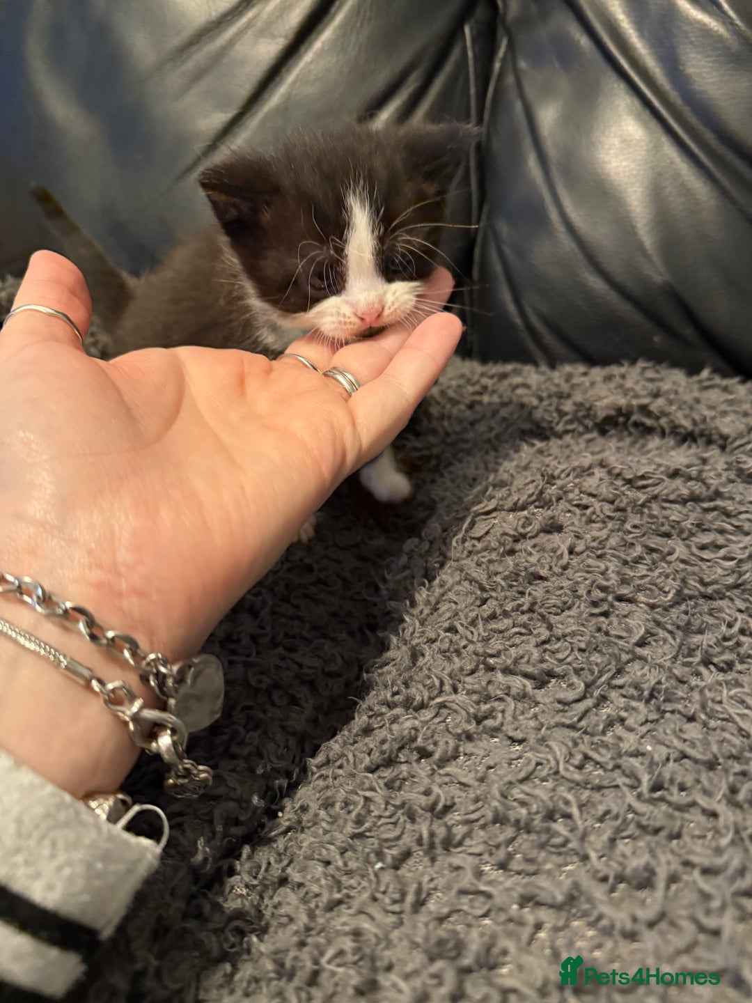 British Shorthair cats for sale: Stunning British Shorthair X Kittens  - Image 15