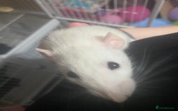 Rat rodents for sale: Heidi and Pheobe (with cage) - Image 10