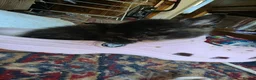 Domestic Shorthair cats for sale: 😸 Kittens 😸  - Advert 8