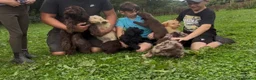 Cockapoo dogs for sale: Beautiful cockapoo puppy’s  - Advert 14
