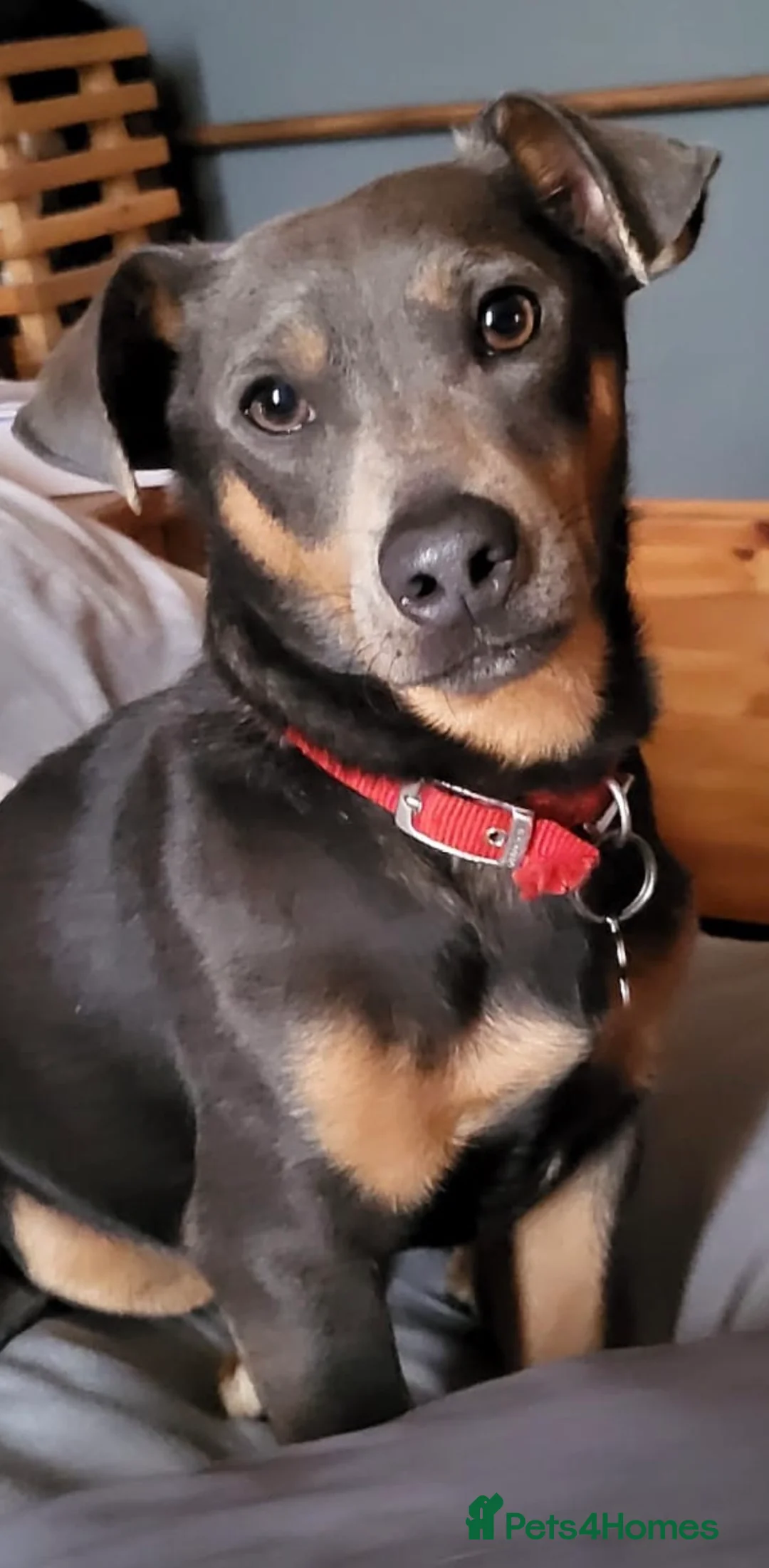 Jack Russell dogs for stud: Denzel proven Jack Russell.. new to the stud world - Advert 11