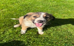 Border Collie dogs for sale: Beautiful Collie Puppies❤️ - Image 10