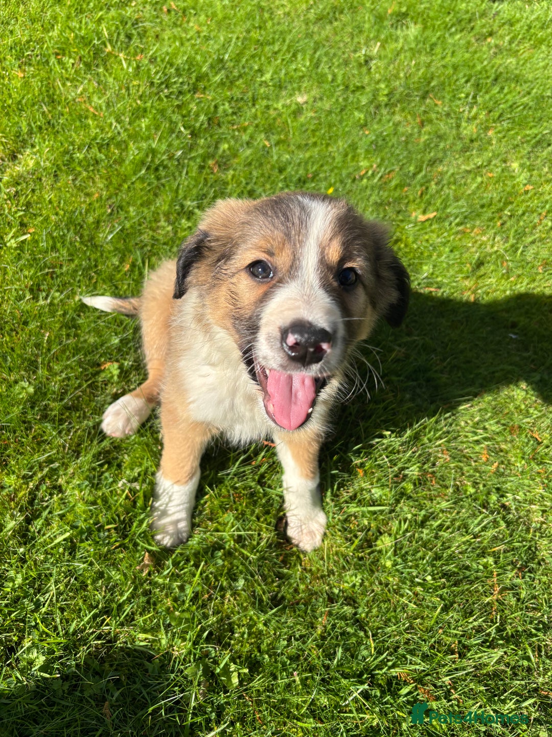 Border Collie dogs for sale: Beautiful Collie Puppies❤️ - Image 10