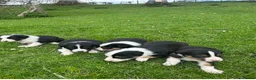 Border Collie dogs for sale: Lovely border collie pups for sale  - Advert 6