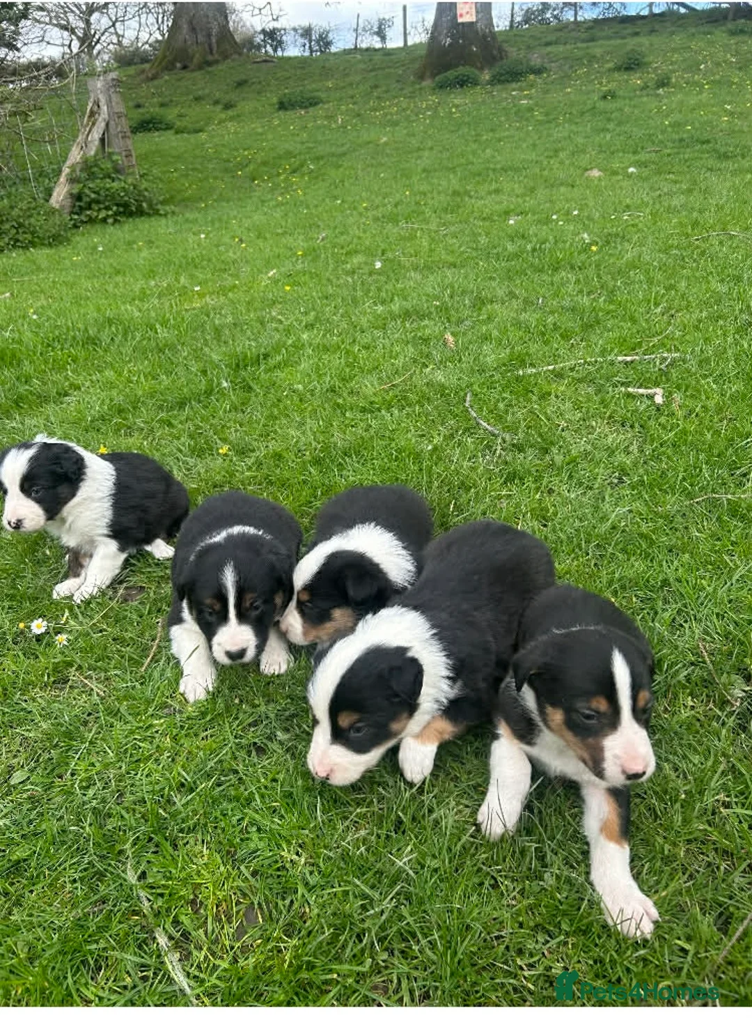 Border Collie dogs for sale: Lovely border collie pups for sale  - Advert 6
