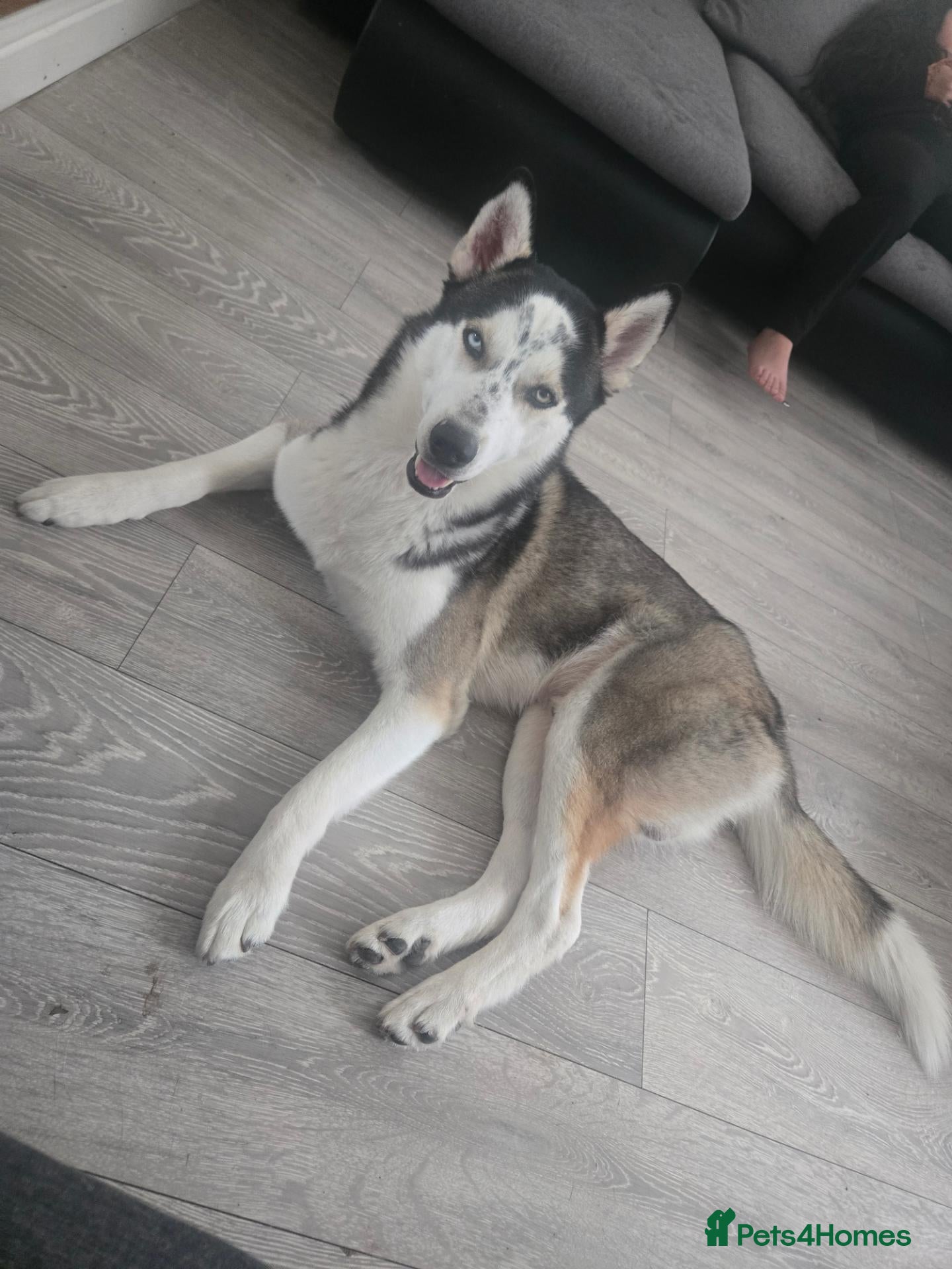 Huskita dogs Leito  - Advert 1