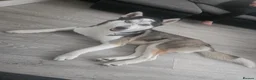 Huskita dogs for sale: Leito  - Advert 1
