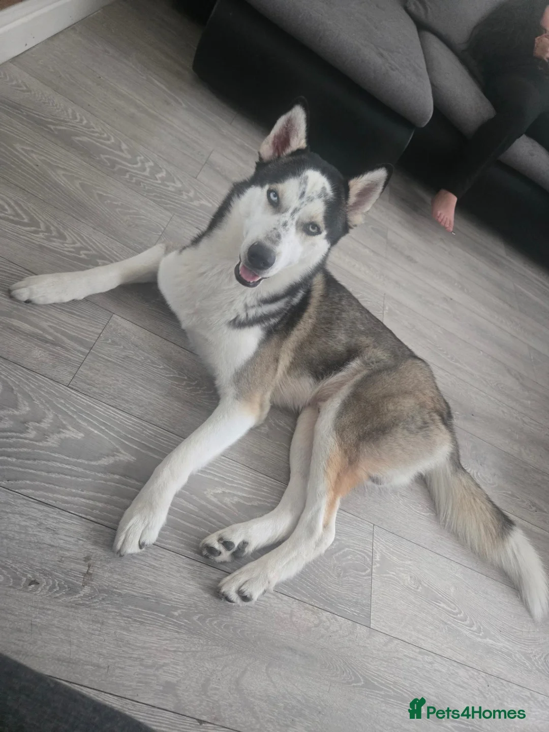 Huskita dogs for sale: Leito  - Advert 1