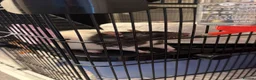 Rat rodents for sale: Three Male Rats in Exeter - Advert 1