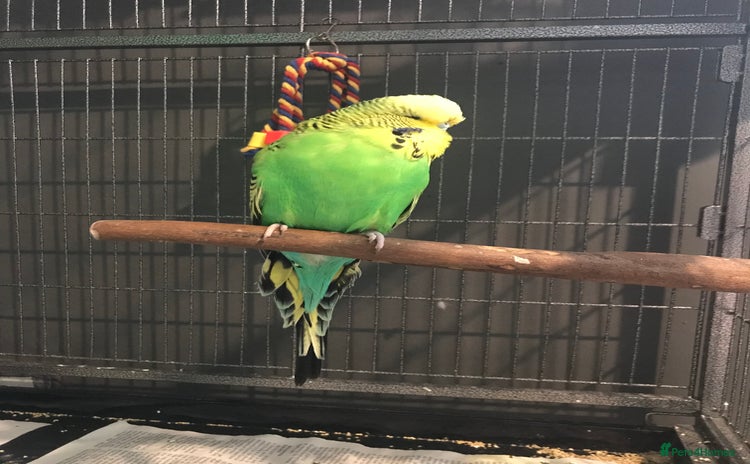 Budgerigars birds - Advert 2