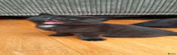 Mixed Breed cats for sale: 4 adorable kittens for sale - Advert 9