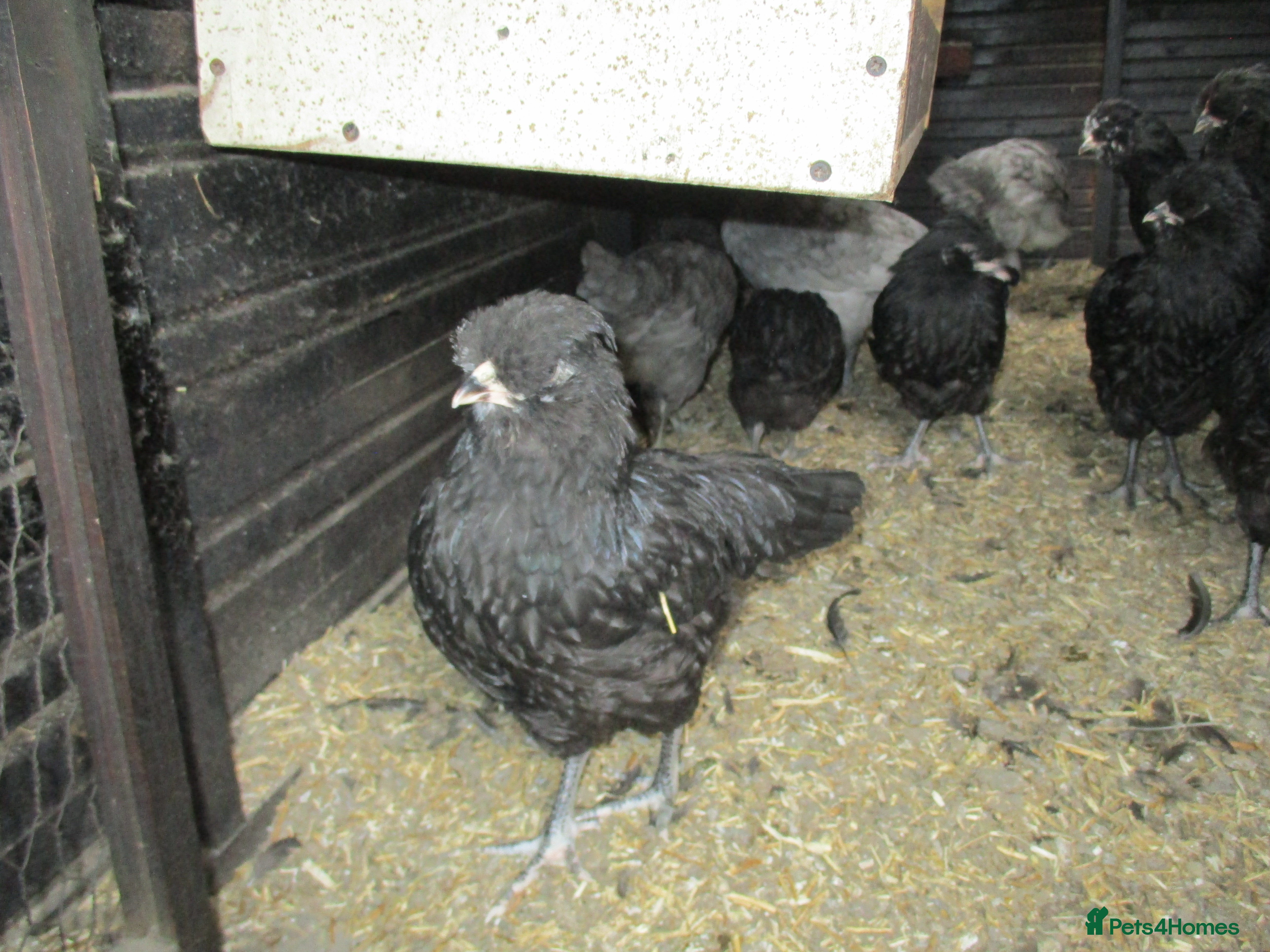 Chickens poultry Large, Black Araucana, trio or Pullets available. - Advert 10