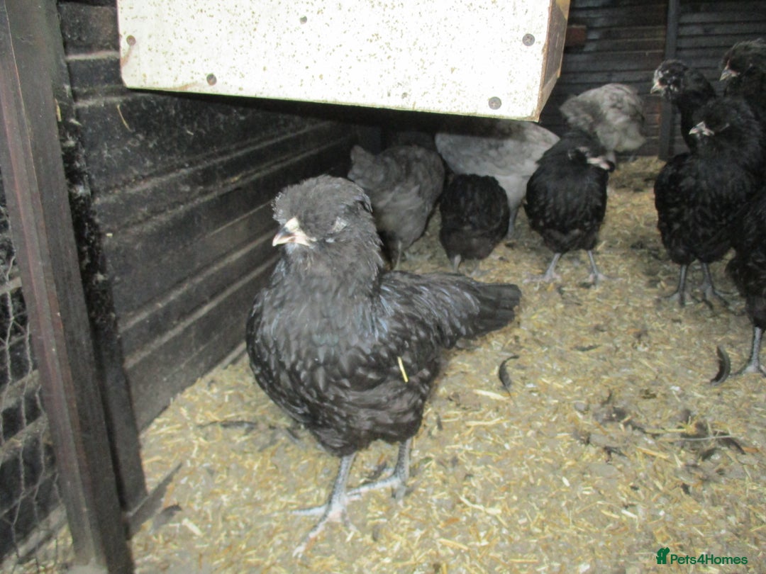 Chickens poultry for sale: Large, Black Araucana, trio or Pullets available. - Advert 1