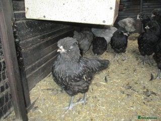 Chickens poultry Large, Black Araucana, trio or Pullets available. - Advert 1