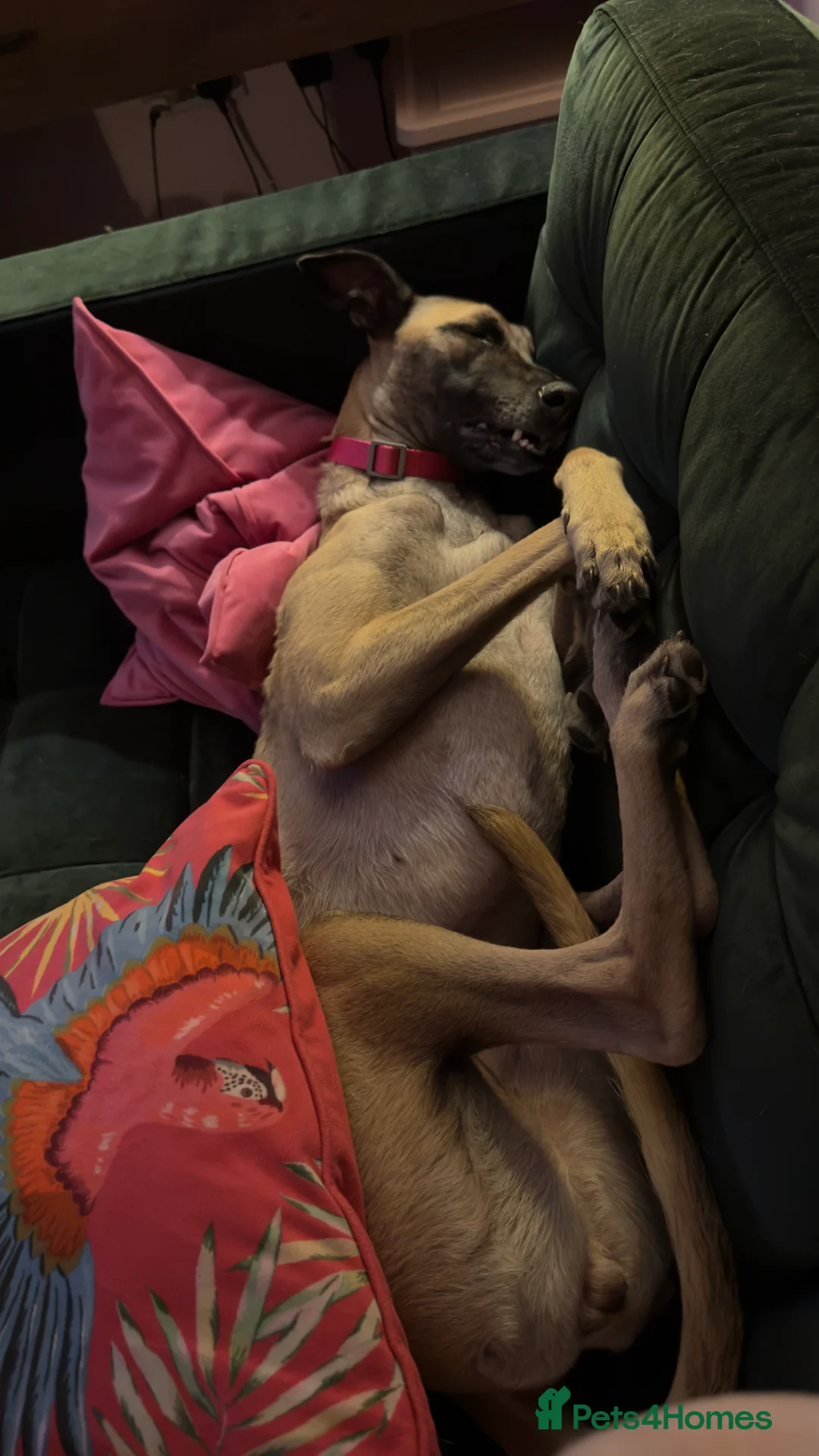 Mixed Breed dogs for sale: Grey/Mali cross - Advert 7