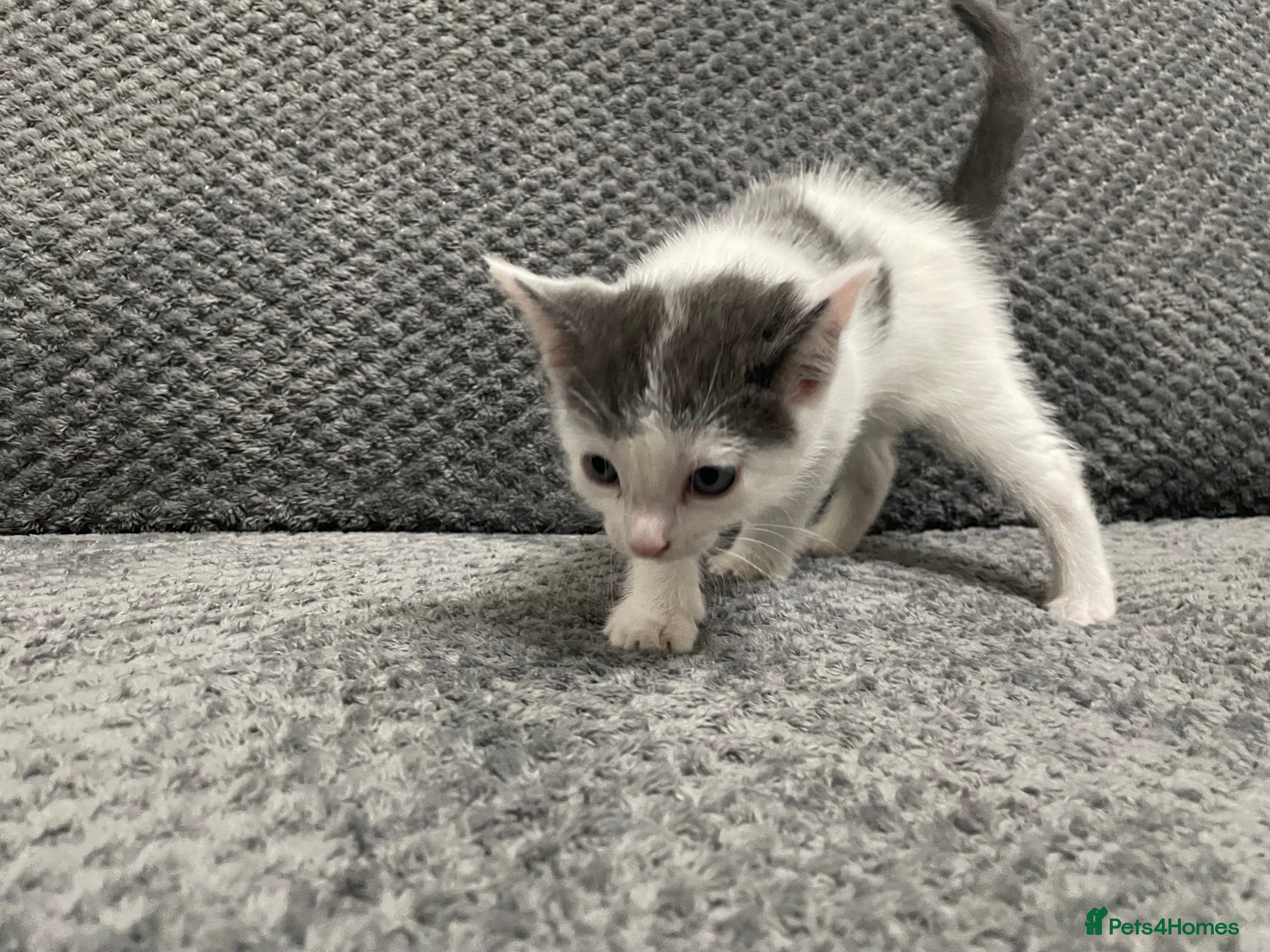 Mixed Breed cats Gorgeous grey, white and tabby kittens for sale - Advert 18