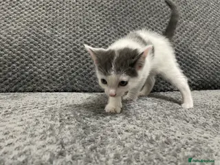 Mixed Breed cats Gorgeous grey, white and tabby kittens for sale - Advert 18