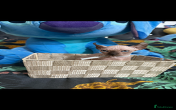Sphynx cats for sale: Bald, bold elf blue eyes kittens  - Image 2