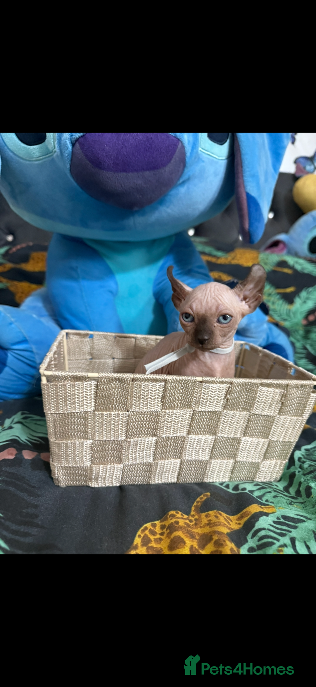 Sphynx cats for sale: Bald, bold elf blue eyes kittens  - Image 2