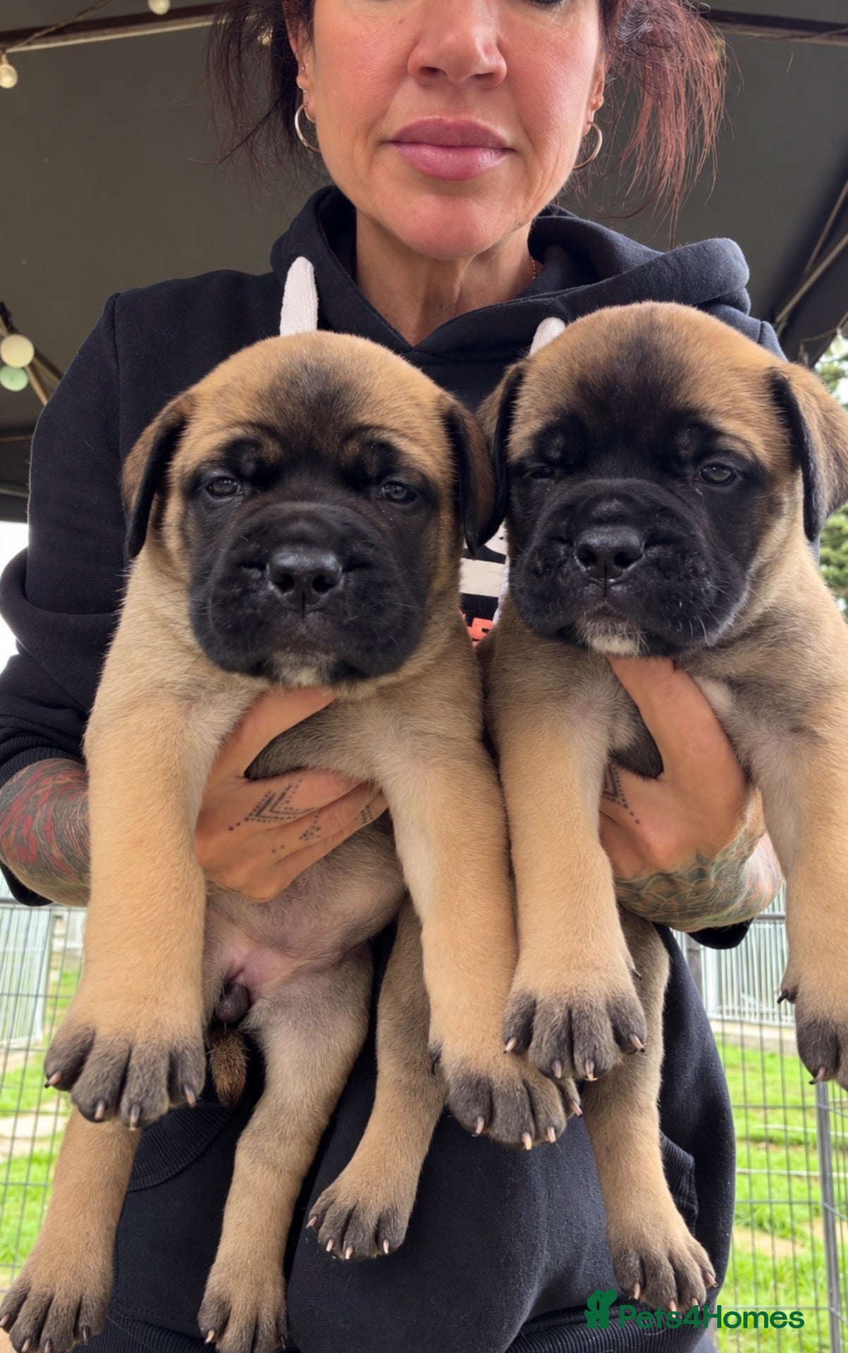 Bullmastiff dogs for sale: ASBORN BULLMASTIFF PUP ANNOUNCEMENT  - Advert 1