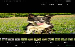 Mixed Breed dogs for sale: collie cross Hungarian vizler - Image 7