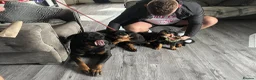Rottweiler dogs for sale: German x Hungarian Rottweiler puppies - Advert 2