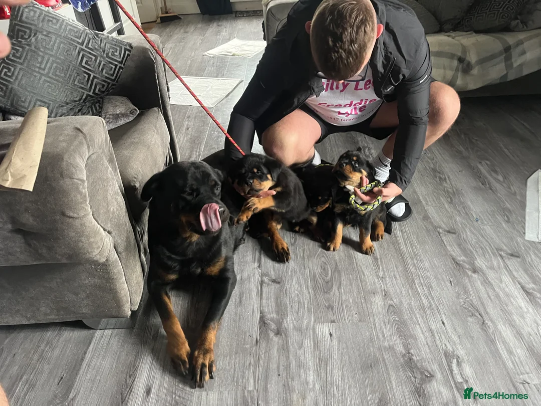 Rottweiler dogs for sale: German x Hungarian Rottweiler puppies - Advert 2