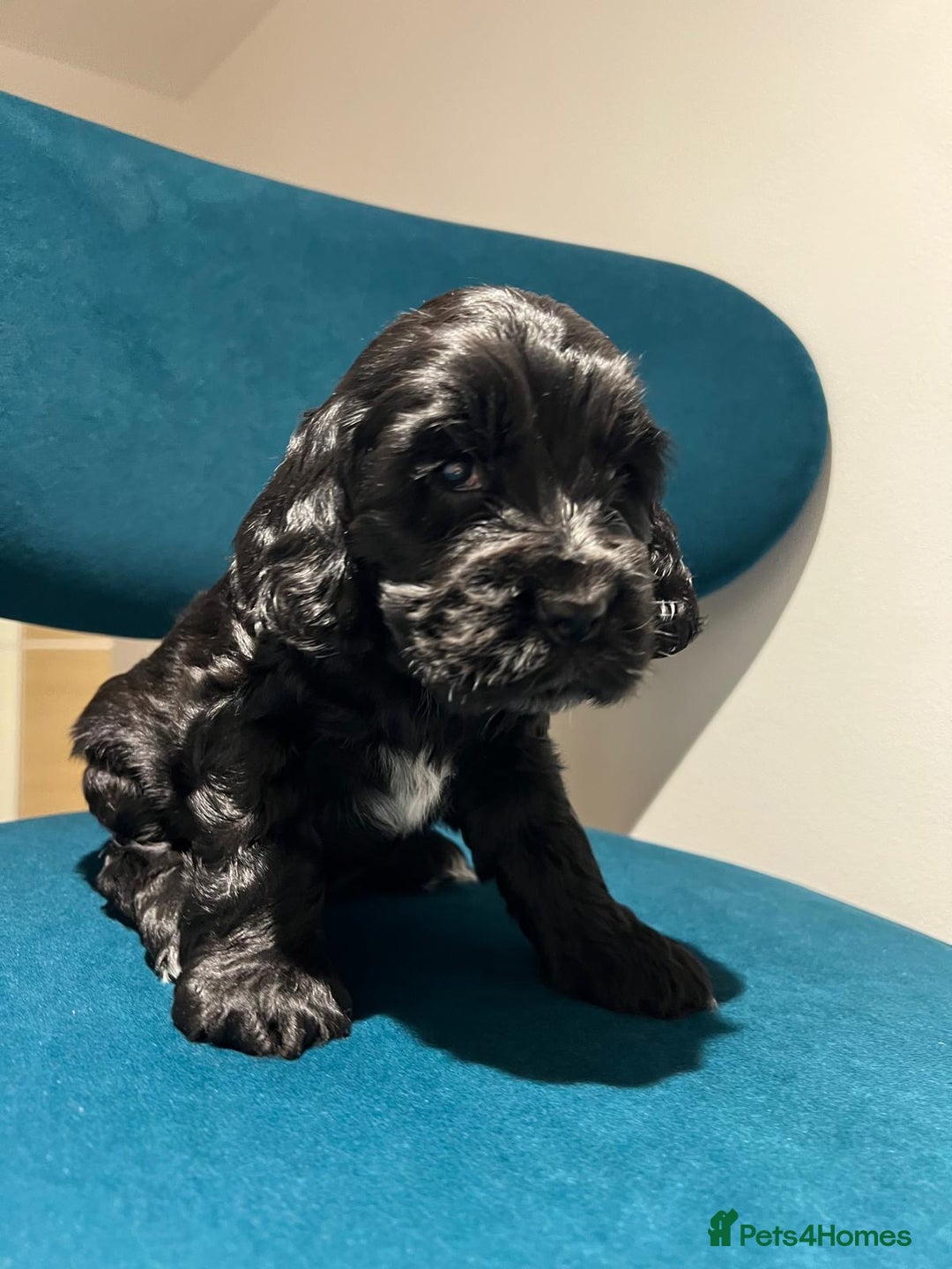 Cocker Spaniel dogs for sale: Show Type Cocker Spaniel  - Advert 29