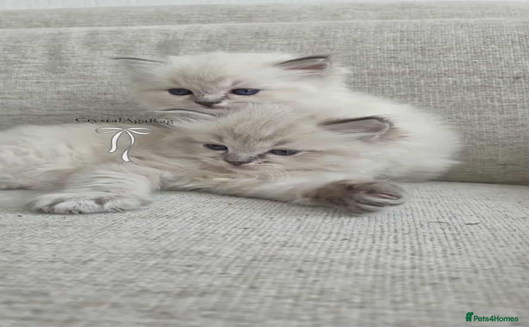 Ragdoll cats - Advert 14