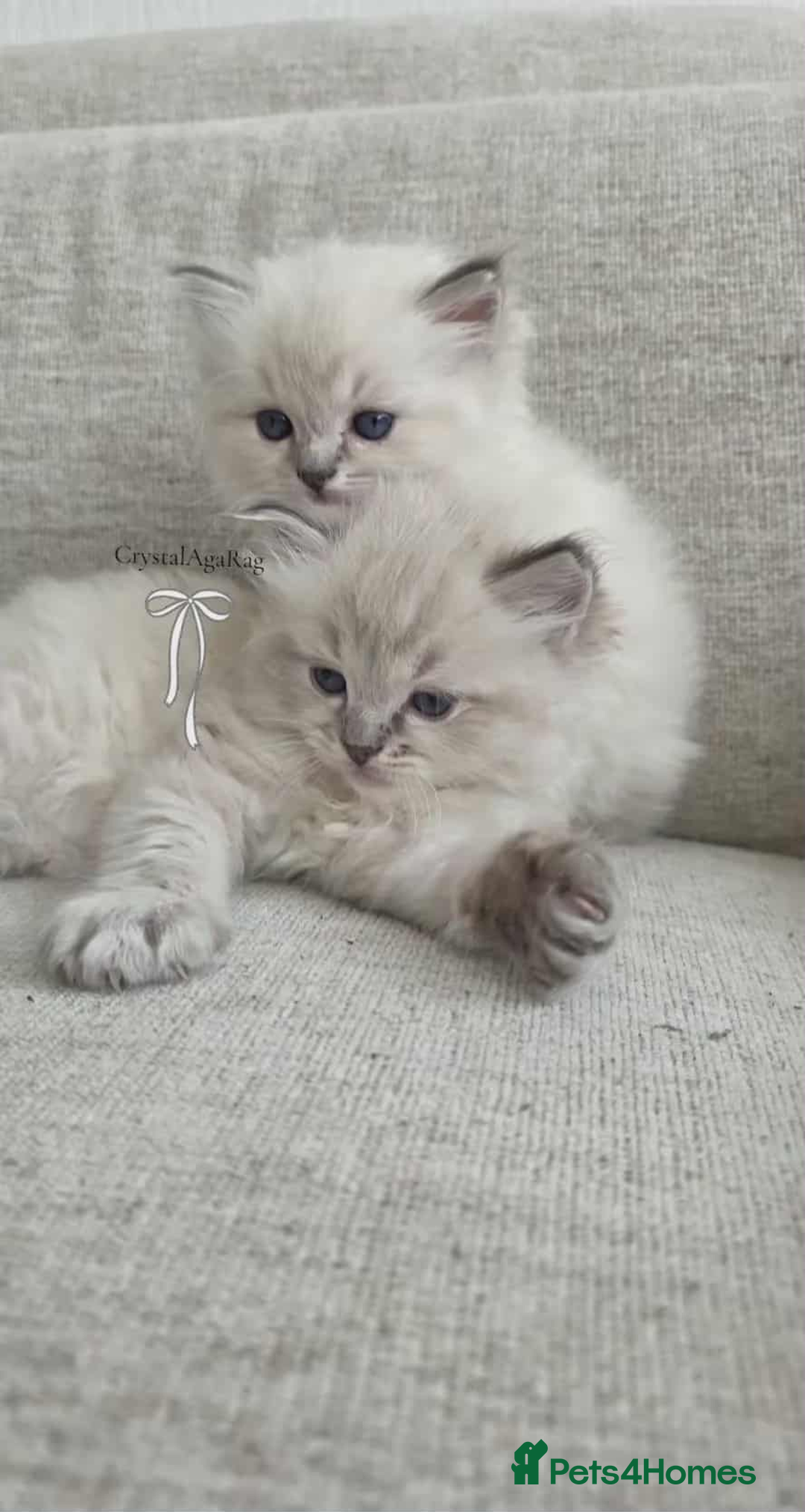 Ragdoll cats for sale: 🐾🌸GCCF Adorable purebred Ragdoll Kittens🌸🐾 - Image 1