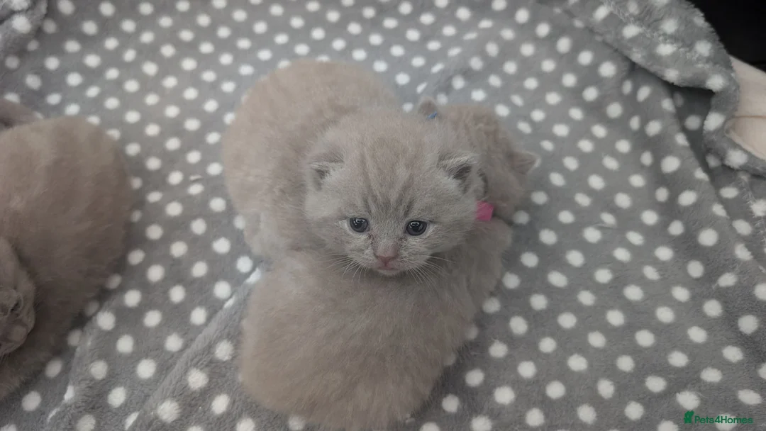British Shorthair cats for sale: Adorable British Shorthair Kittens  - Advert 2