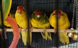 Parakeets birds for sale: Kakariki's Handreard kakariki's  - Image 9