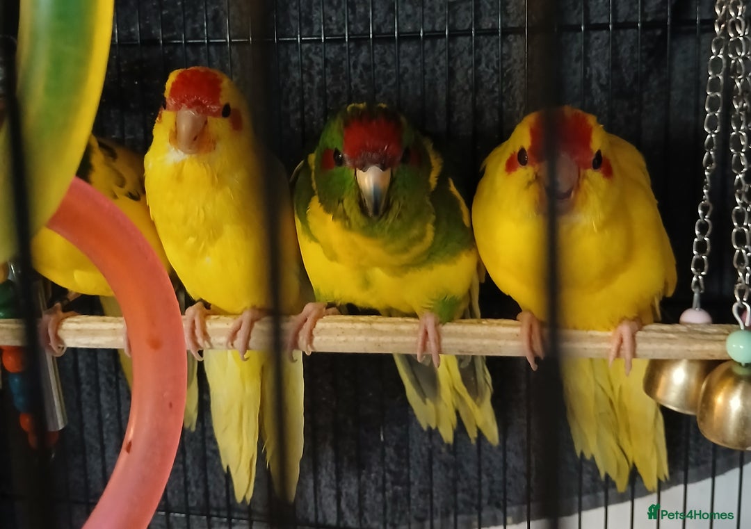 Parakeets birds for sale: Kakariki's Handreard kakariki's  - Image 9
