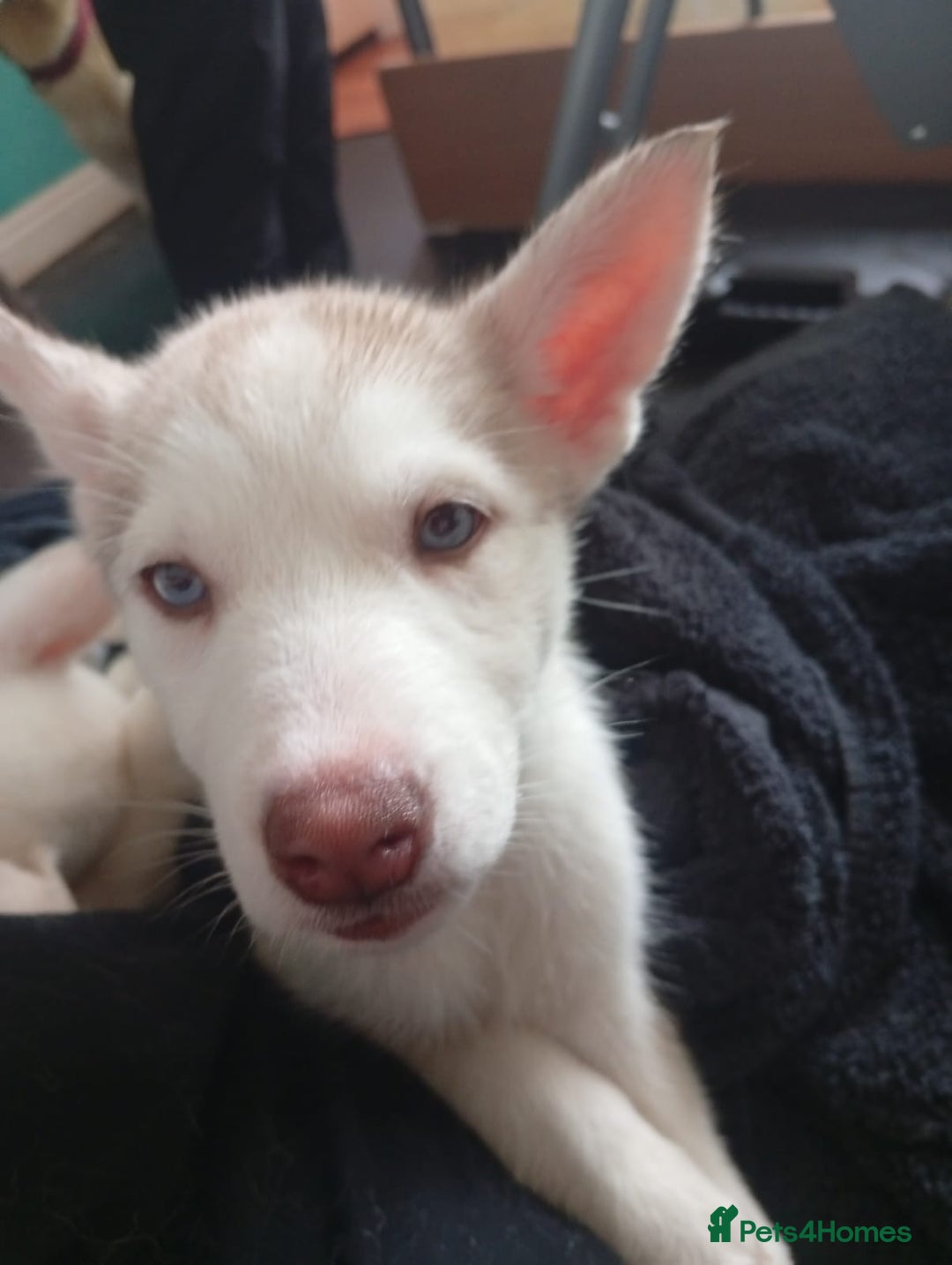 Siberian Husky dogs for sale: 5 beautiful siberian huskies left for forever home - Advert 16