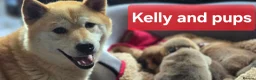 Japanese Shiba Inu dogs for sale: Foxy little shibas - Advert 26