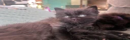 Mixed Breed cats for sale: Beautiful Black Kittens - Advert 5