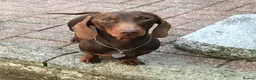 Miniature Dachshund dogs for stud: Mini Smooth Choc/Tan Dachshund Male (Stud only) - Advert 4