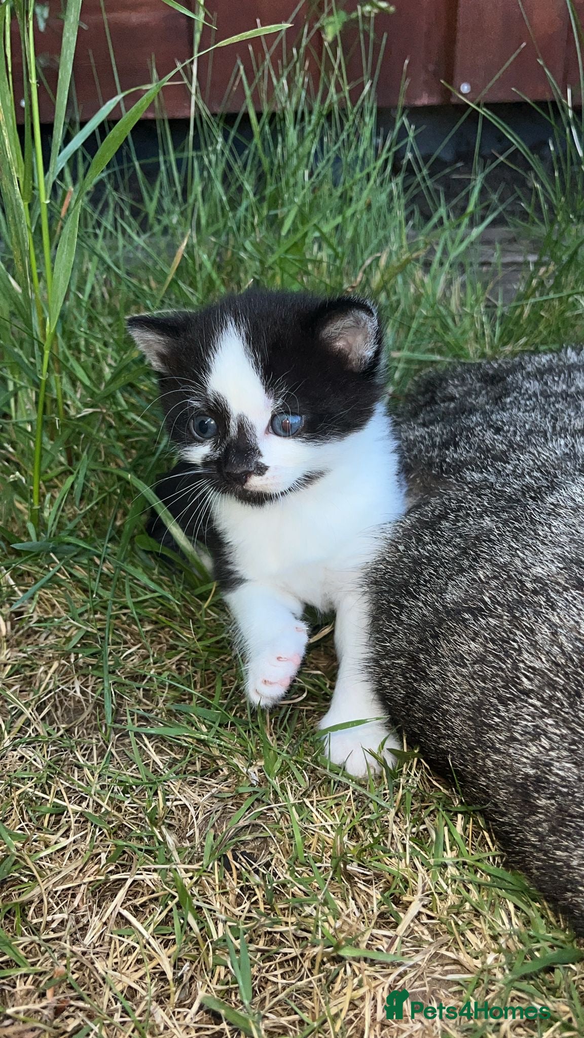 Mixed Breed cats for sale: Gorgeous Tabby Kittens - 3 Left - Advert 21