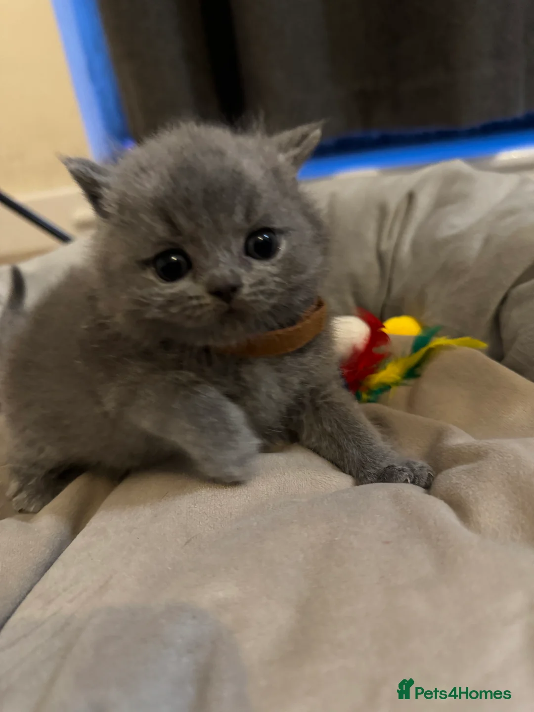 British Shorthair cats for sale: Fluffy and healthy British shorthair kittens - Advert 14