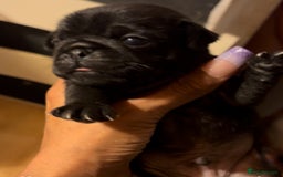 Pug dogs for sale: Pug pups  - Image 3
