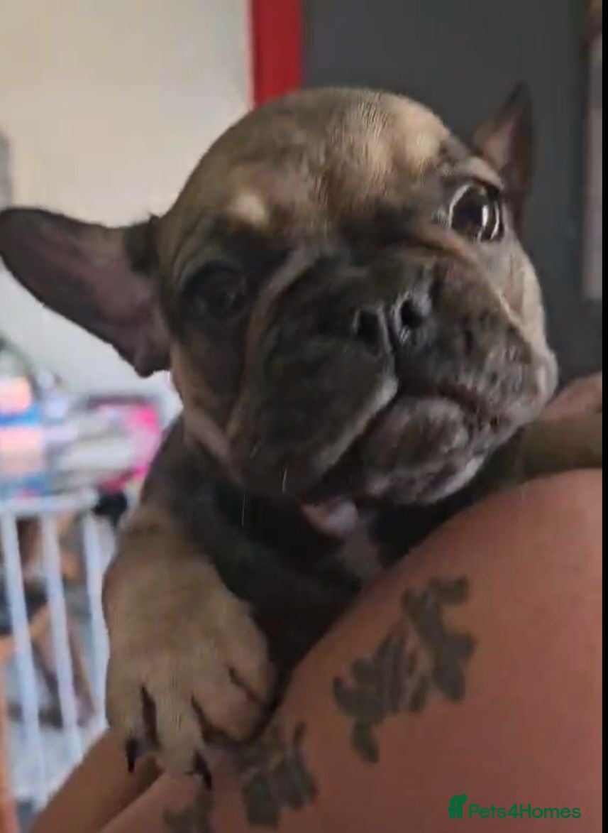 French Bulldog dogs  READY TO GO 1 GIRL LEFT FRENCH BULLDOG PUPS - Advert 10