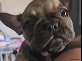 French Bulldog dogs REDUCED 1 BOY/1 GIRL LEFT FRENCH BULLDOG PUPS - Advert 3