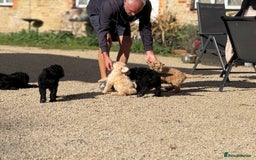 Labradoodle dogs for sale: F1b 3rd generation Labradoodles  - Image 13