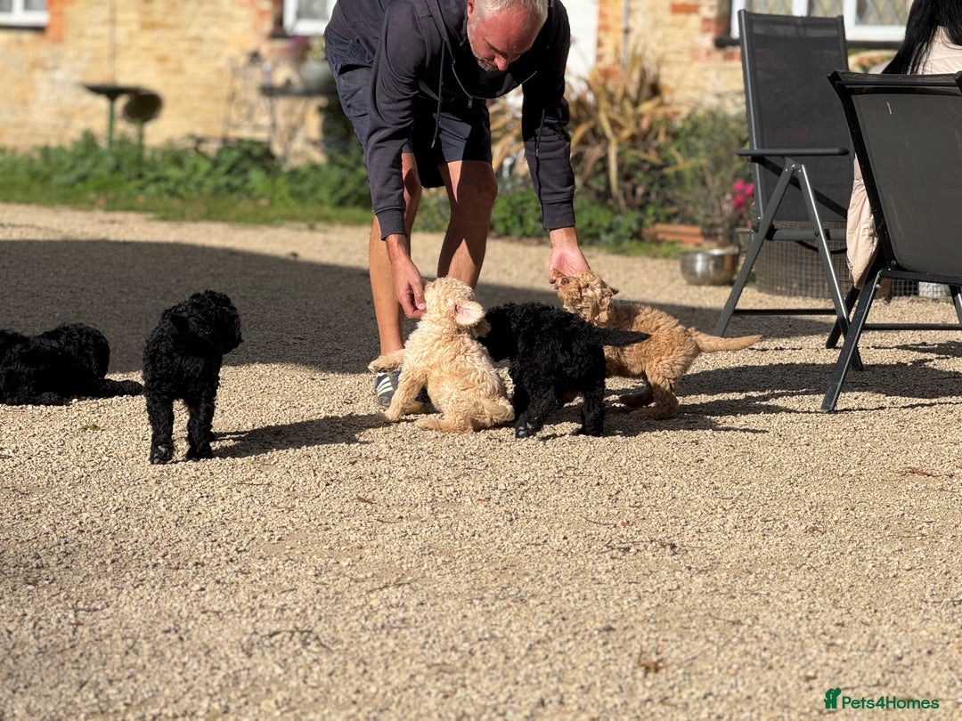 Labradoodle dogs for sale: F1b 3rd generation Labradoodles  - Image 13