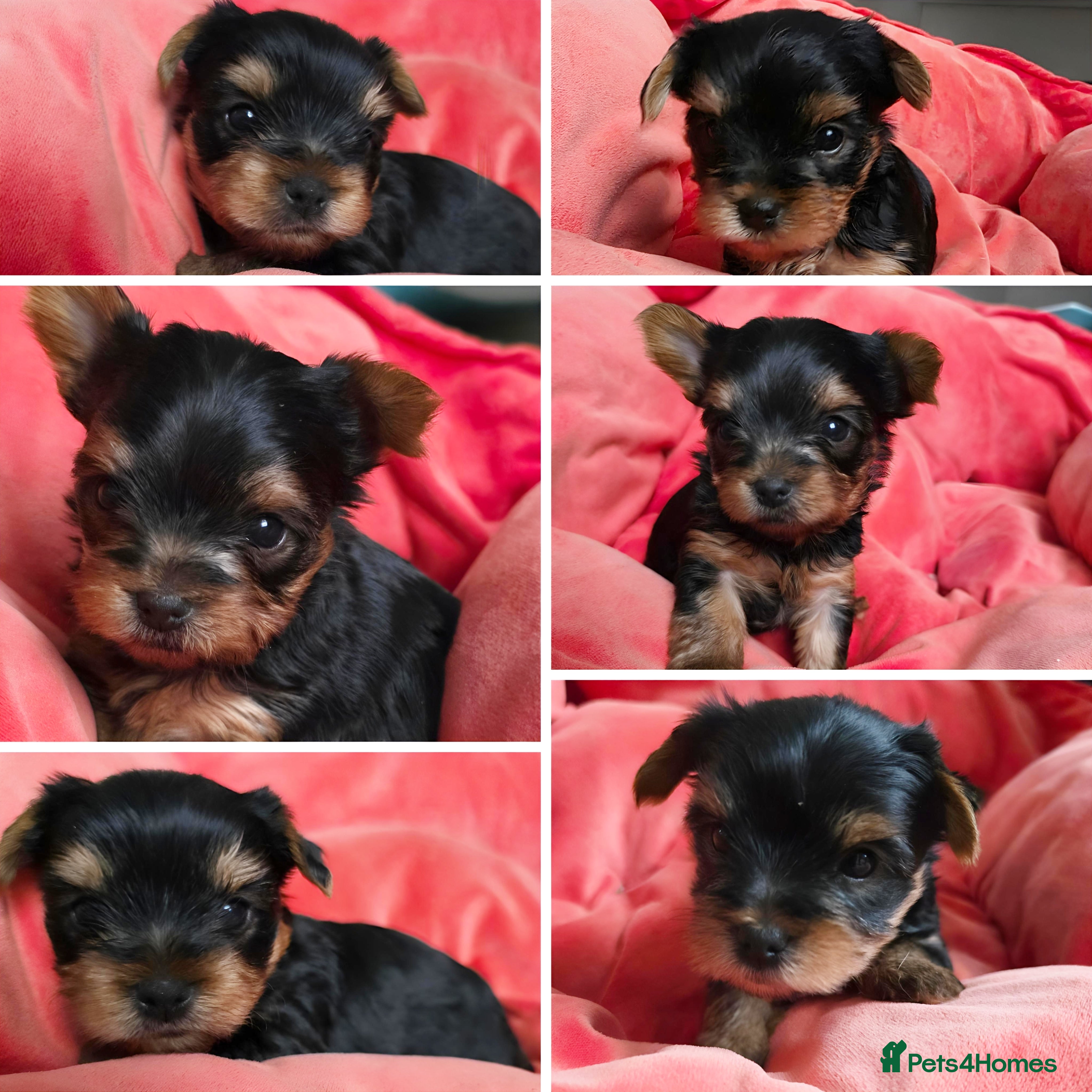 Yorkshire Terrier dogs Yorkshire Terrier,KC.Reg.5 generation Pedigree🐶🩵 - Advert 5