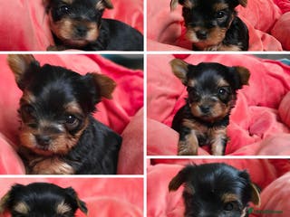 Yorkshire Terrier dogs Yorkshire Terrier,KC.Reg.5 generation Pedigree🐶🩵 - Advert 5