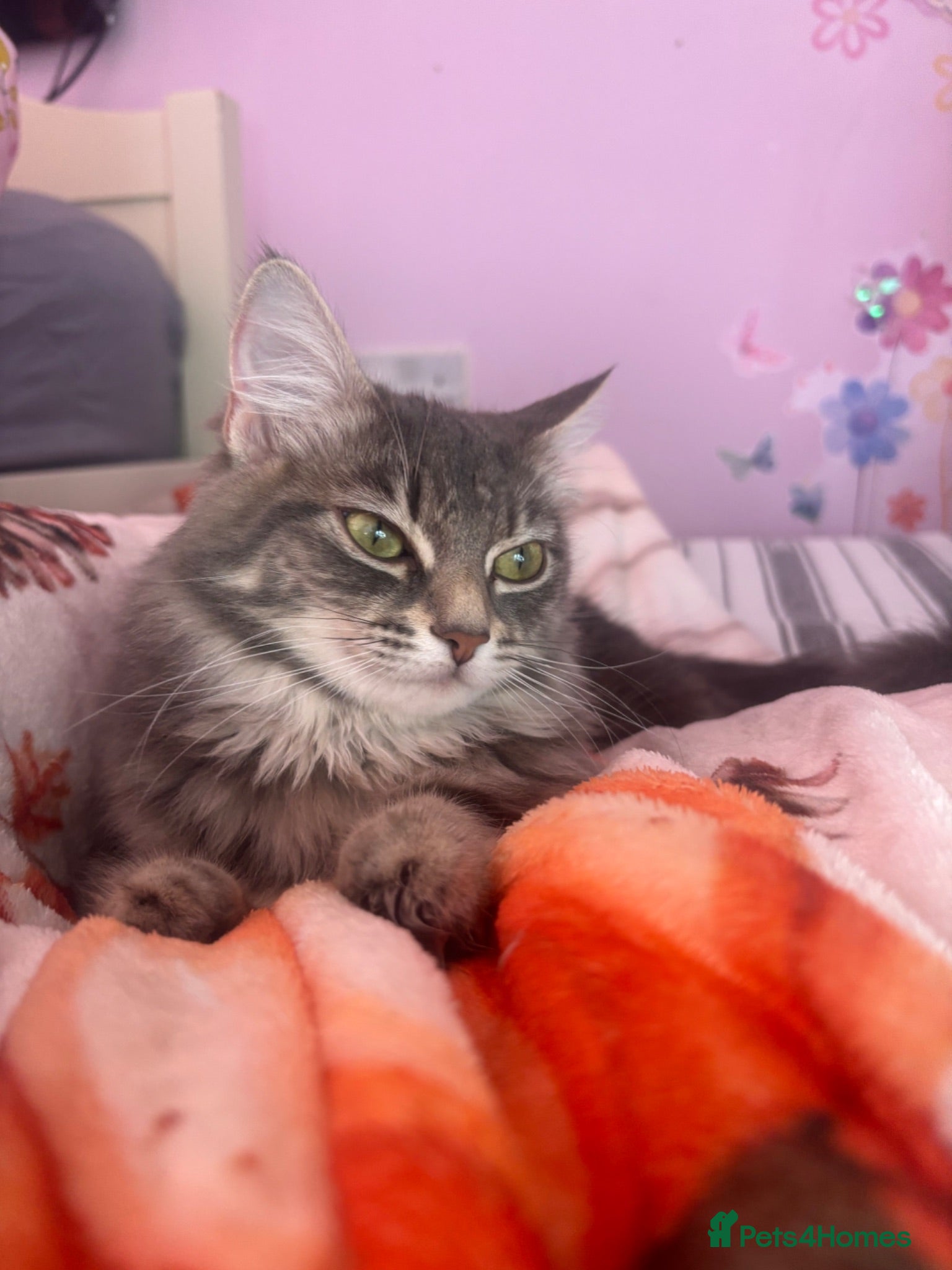 Ragdoll cats Lovely kittens for sale - Advert 1