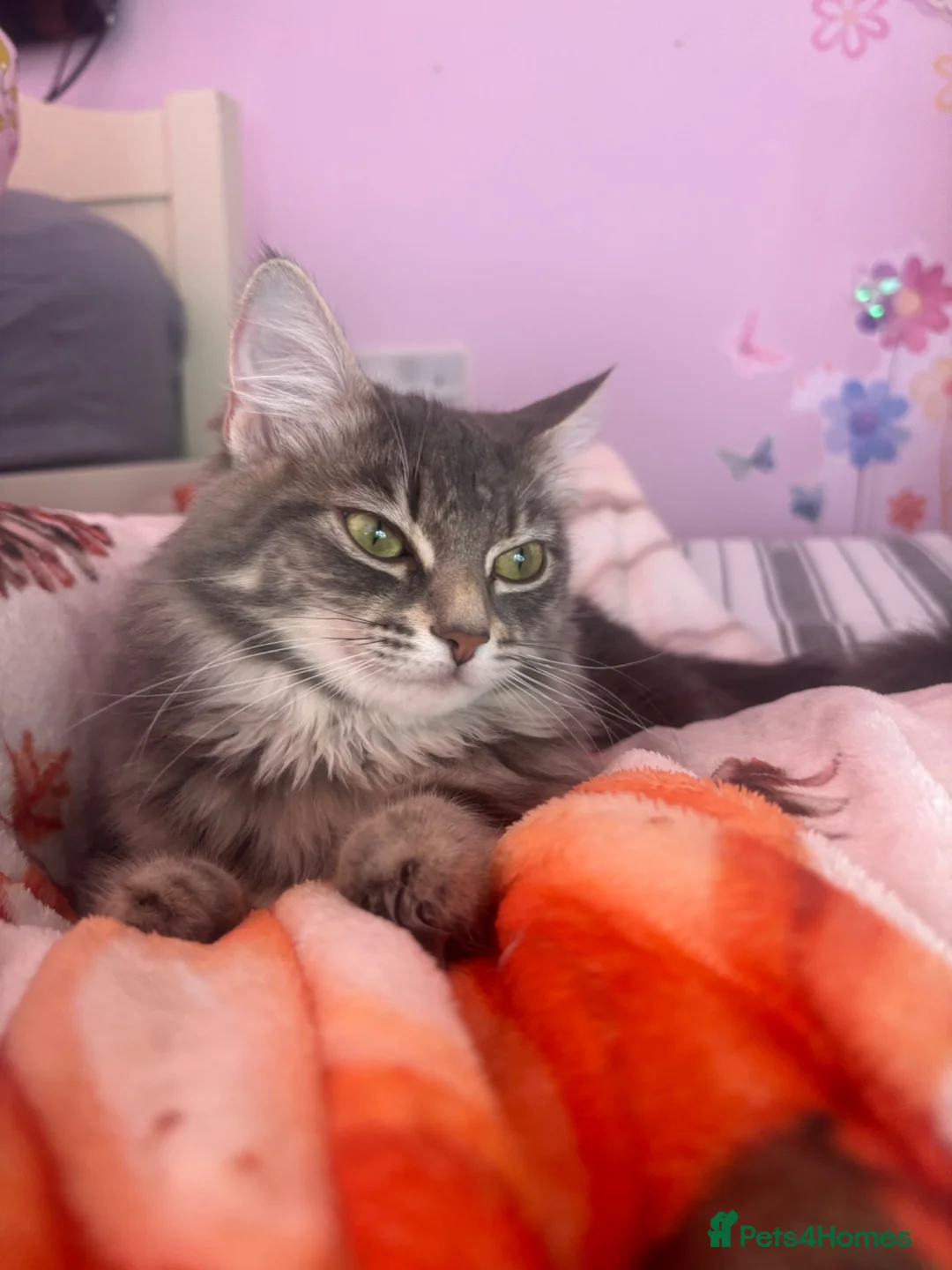 Ragdoll cats for sale: Lovely kittens for sale - Advert 1